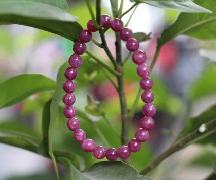 Chuỗi Ruby hồng lục bảo A+++++++(13.9g-25bi) S6768-S2-3975